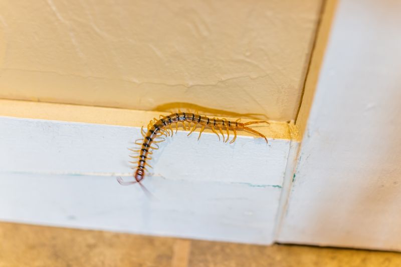Centipede Extermination in Katy, TX