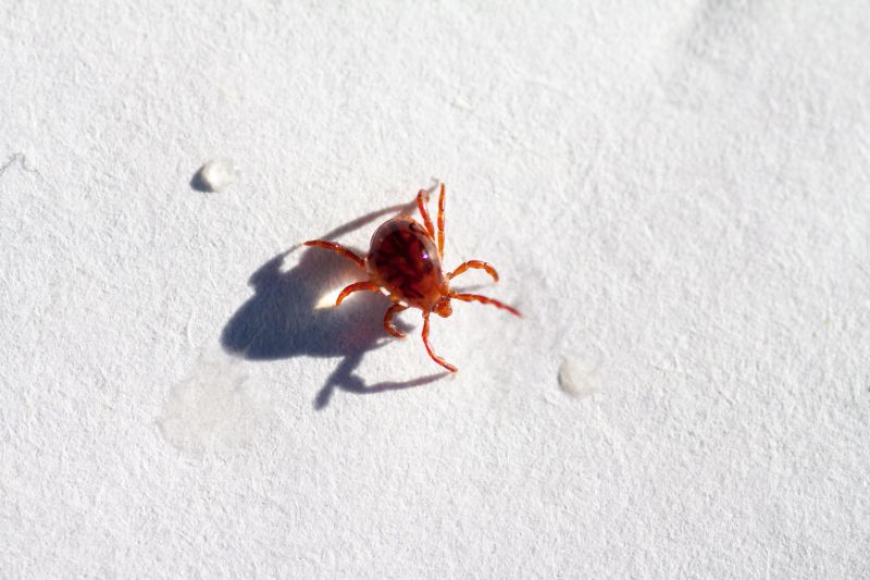 Chigger Extermination in Frisco, TX