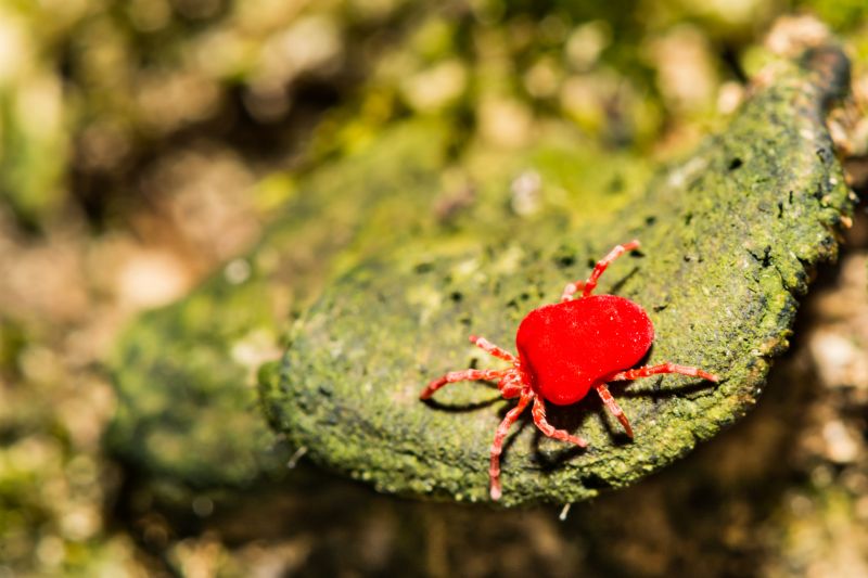 Chigger Extermination in Katy, TX
