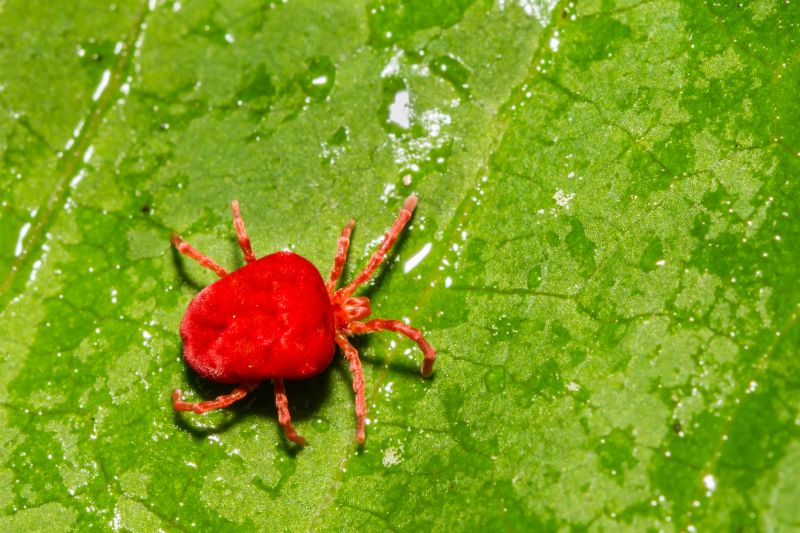 Chigger Extermination in Katy, TX