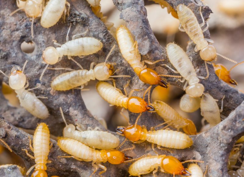 Commercial Termite Prevention in Frisco, TX