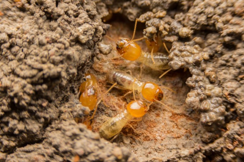 Commercial Termite Removal in Frisco, TX