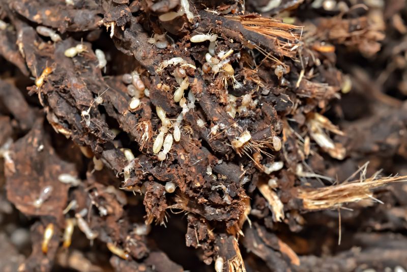 Commercial Termite Removal in Frisco, TX
