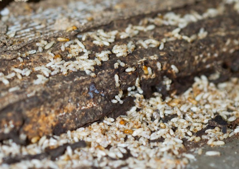 Commercial Termite Treatment in Frisco, TX