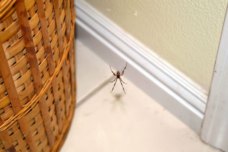 Common Spiders Extermination in Frisco, TX