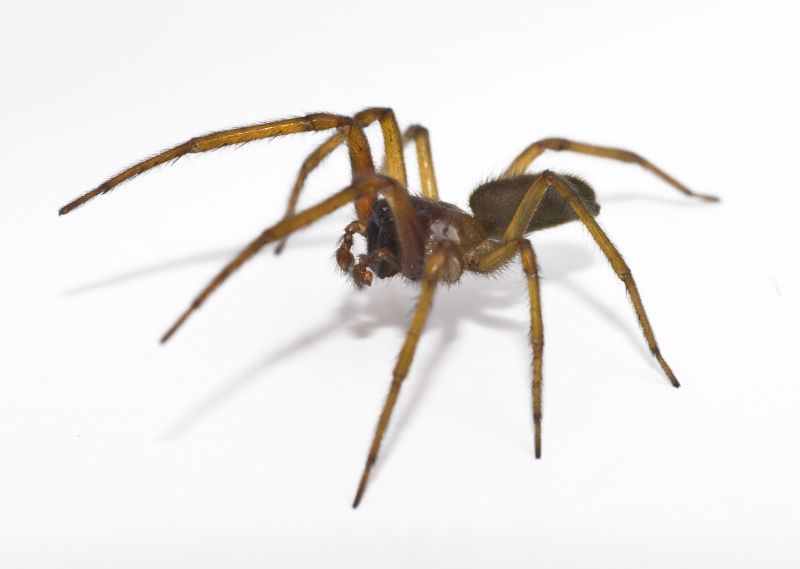 Common Spiders Extermination in Frisco, TX
