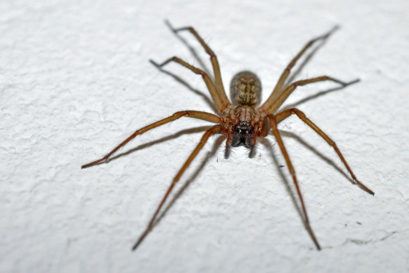 Common Spiders Extermination in Fort Worth, TX