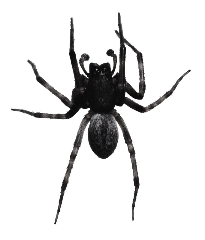 Common Spiders Extermination in Denton, TX