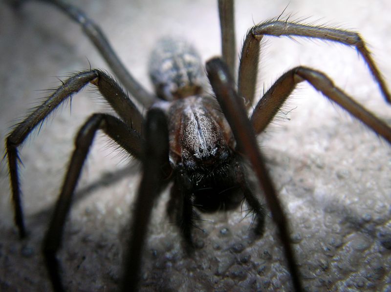 Common Spiders Extermination in Katy, TX