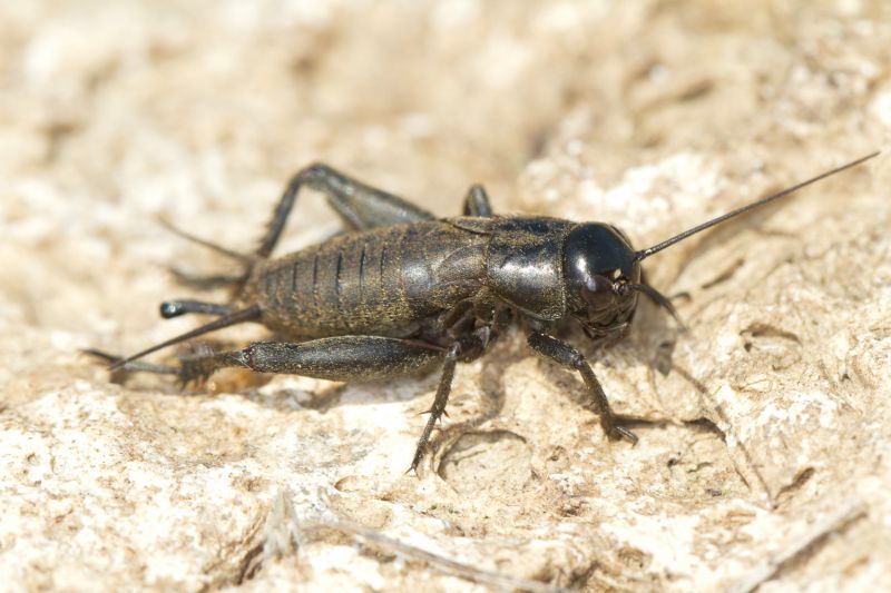 Cricket Control Service in Frisco, TX