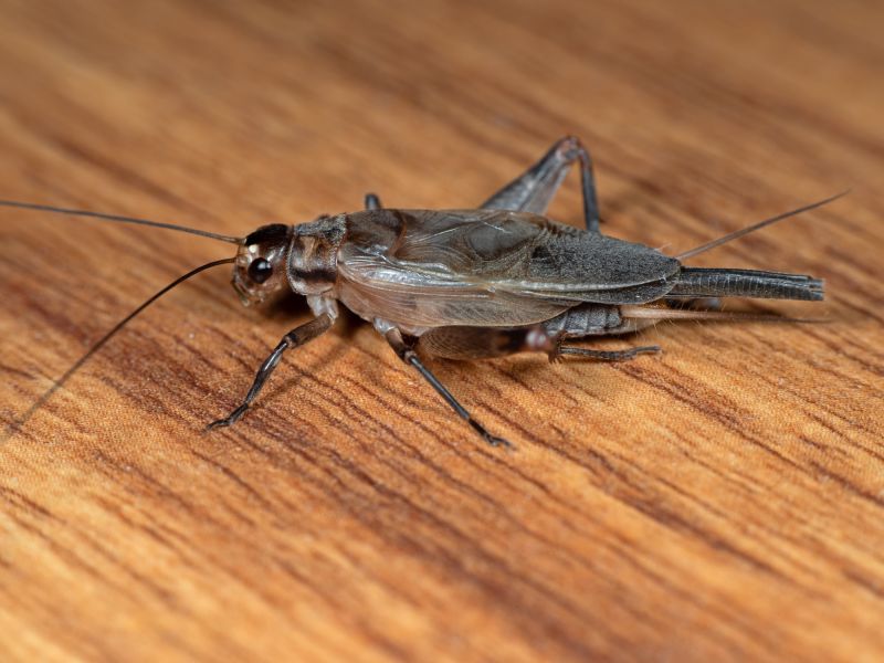 Cricket Control Service in New Braunfels, TX