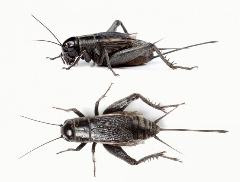 Cricket Prevention in Denton, TX