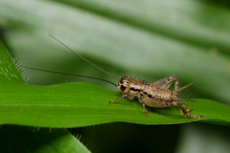 Cricket Prevention in Katy, TX