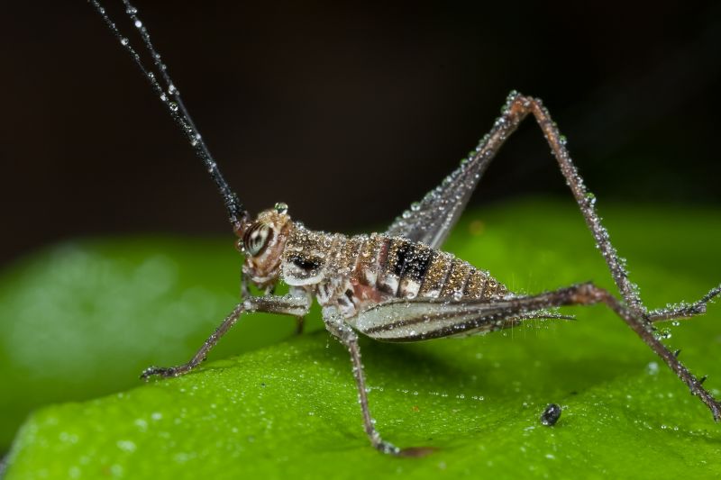 Cricket Prevention in Fort Worth, TX
