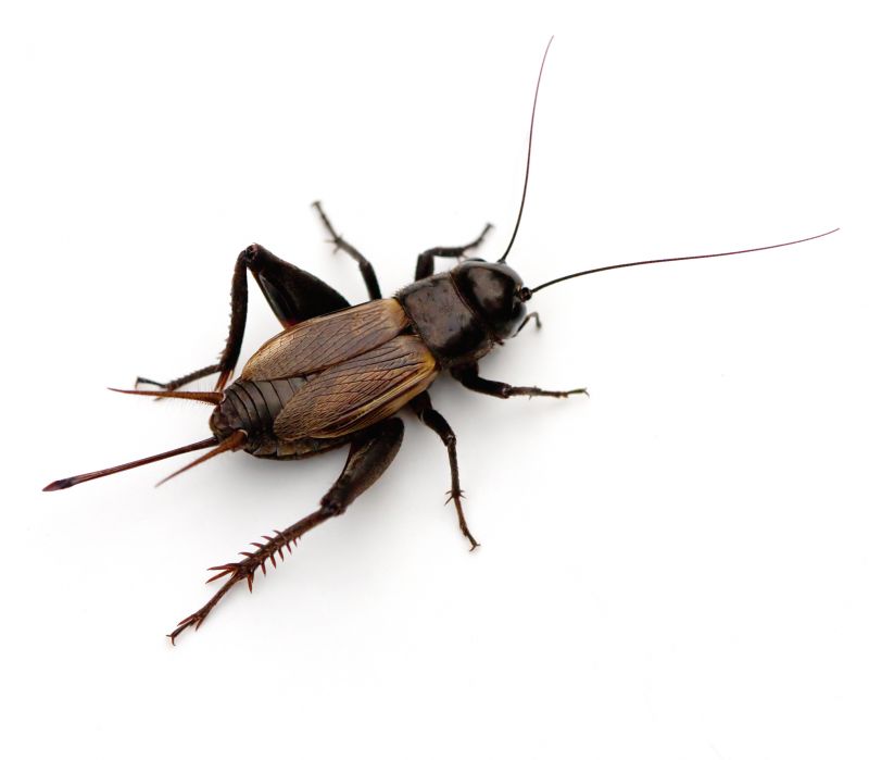 Cricket Prevention in Rockwall, TX