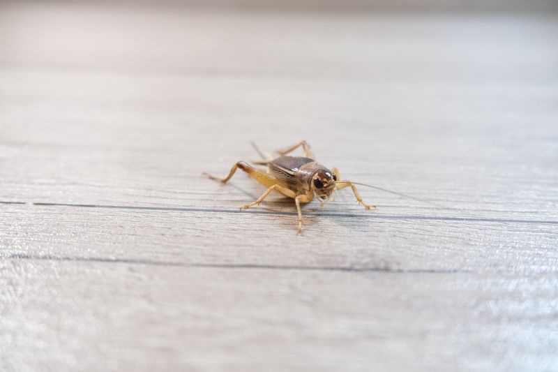 Cricket Removal Service in Denton, TX