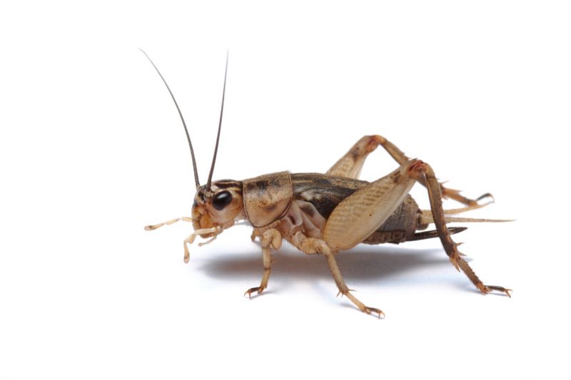 Cricket Removal Service in Fort Worth, TX