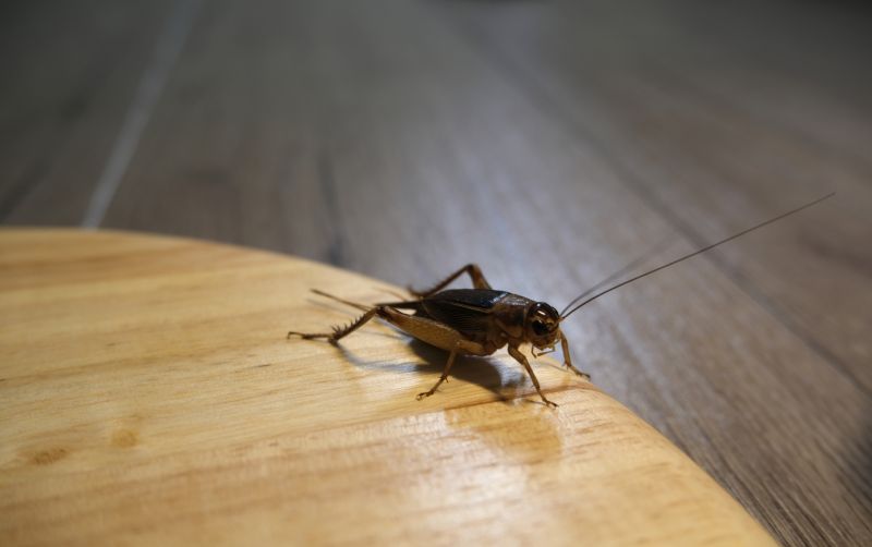 Cricket Removal Service in Rockwall, TX