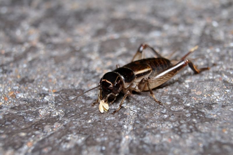 Cricket Removal Service in Rockwall, TX