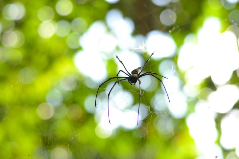 Cross Spider Extermination in New Braunfels, TX