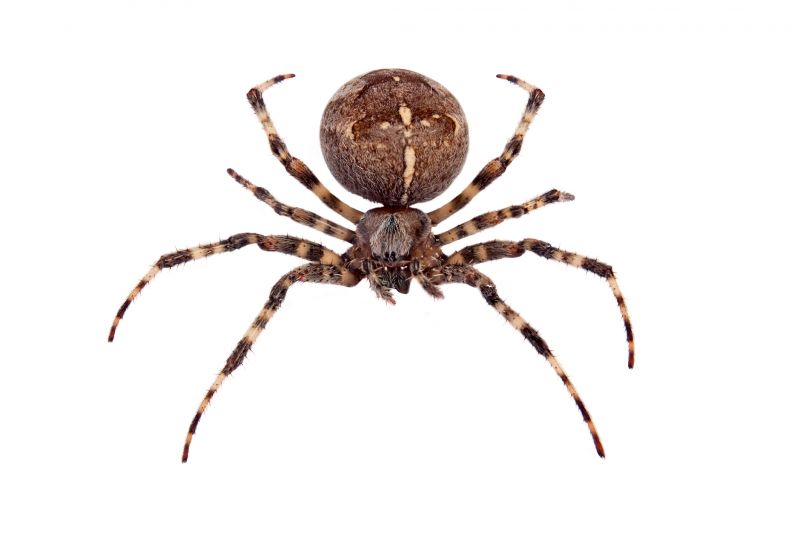 Cross Spider Extermination in New Braunfels, TX