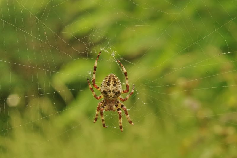 Cross Spider Extermination in Rockwall, TX