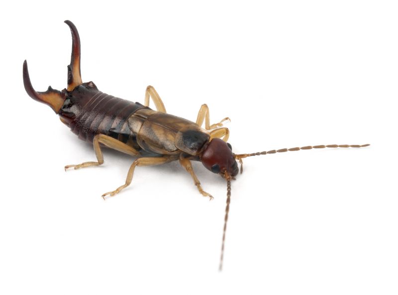 Earwig Extermination in Arlington, TX
