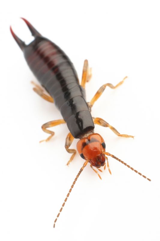 Earwig Extermination in Frisco, TX