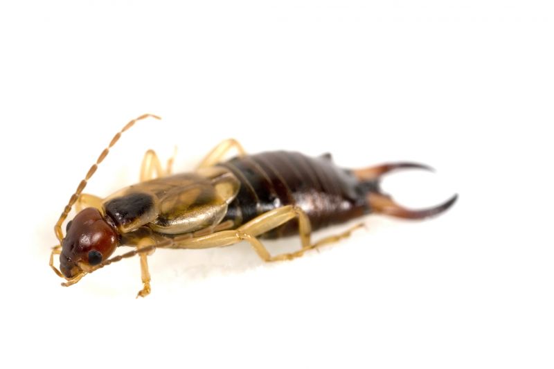 Earwig Extermination in Frisco, TX