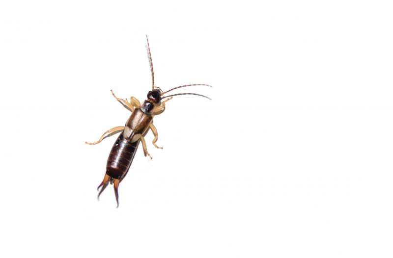 Earwig Extermination in Katy, TX