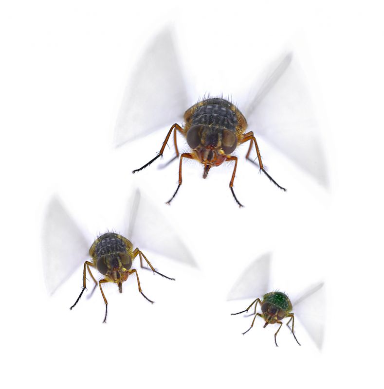Fly Control Service in Fort Worth, TX