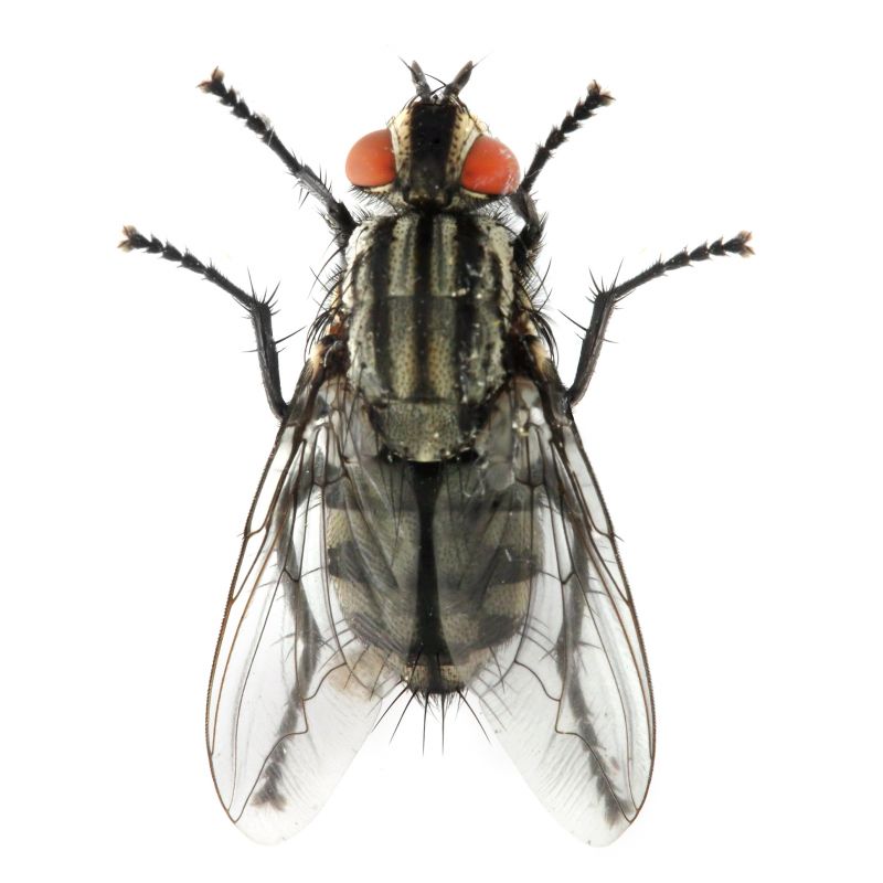 Fly Control Service in Denton, TX