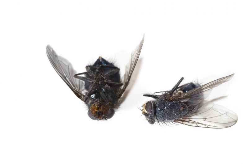 Fly Extermination in Rockwall, TX