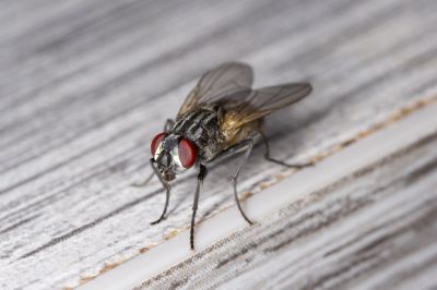 Fly Extermination in Denton, TX