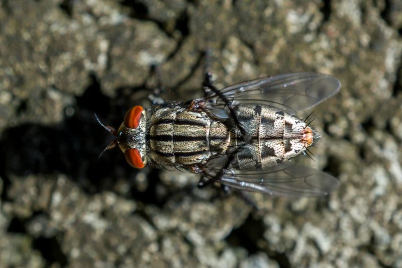 Fly Extermination in New Braunfels, TX
