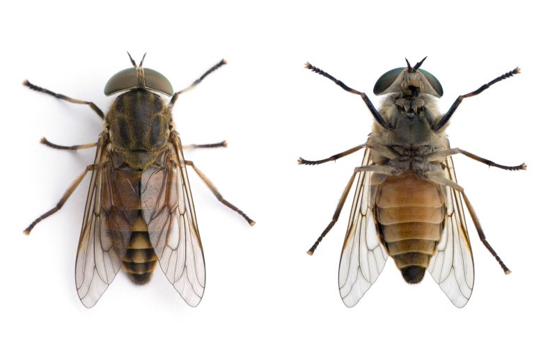 Fly Infestation Extermination in Mckinney, TX
