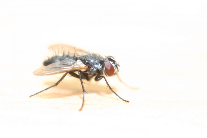 Fly Infestation Extermination in New Braunfels, TX