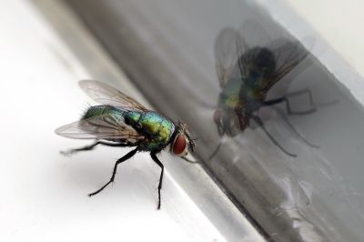 Fly Pest Control in Fort Worth, TX