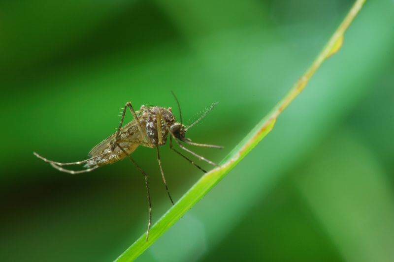 Fly Pest Control in Rockwall, TX