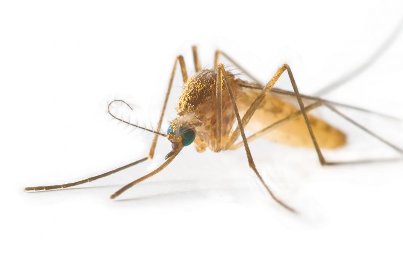 Fly Pest Control in Katy, TX