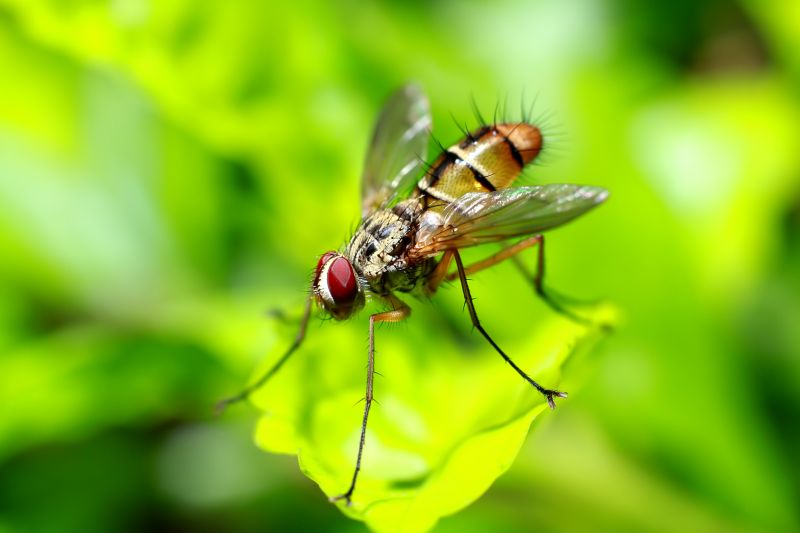 Fruit Fly Extermination in Fort Worth, TX