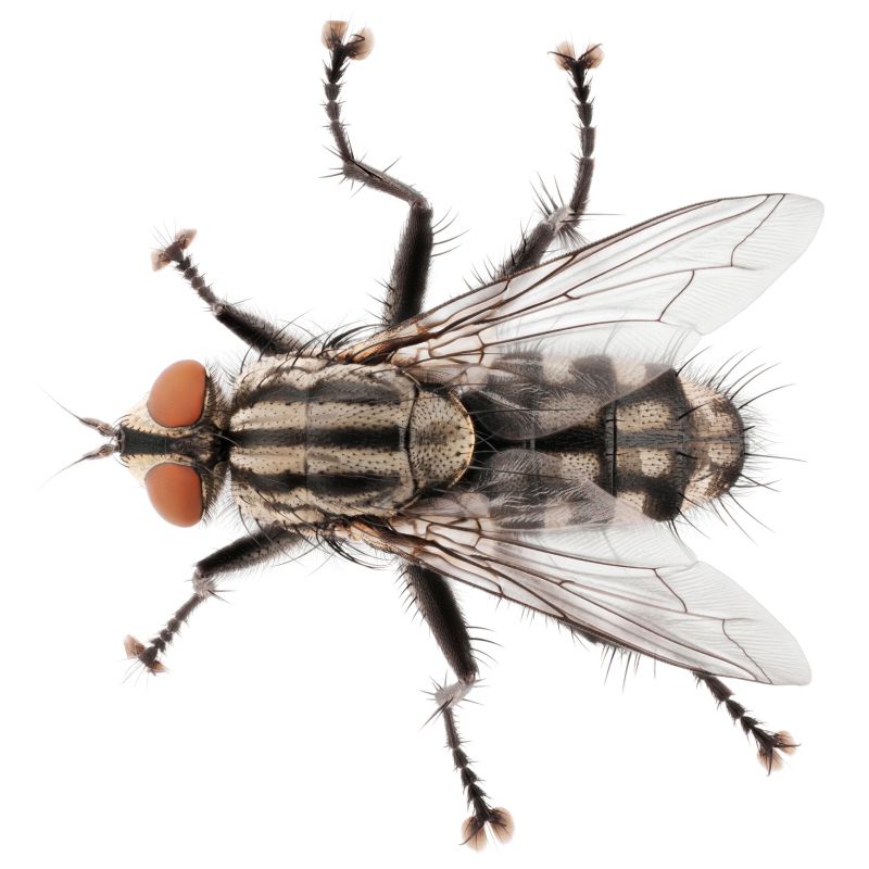 Fruit Fly Extermination in Fort Worth, TX