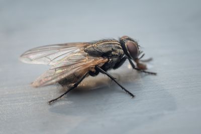 Fruit Fly Extermination in Mckinney, TX