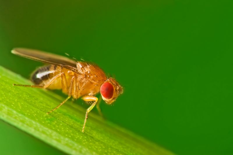 Fruit Fly Extermination in Frisco, TX