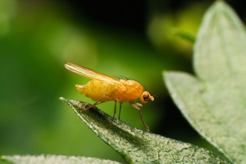 Fruit Fly Extermination in Denton, TX