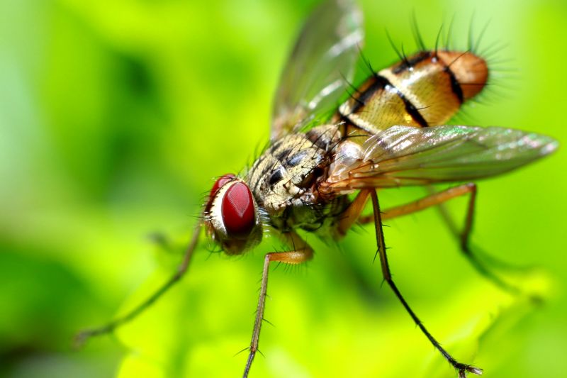 Fruit Fly Extermination in Katy, TX