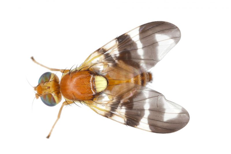 Fruit Fly Extermination in Katy, TX