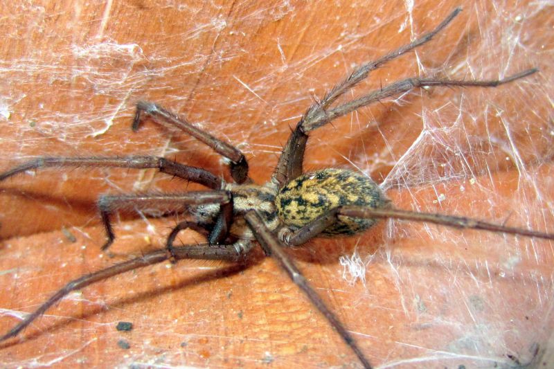 Hobo Spider Extermination in Denton, TX