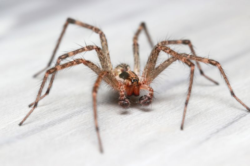 Hobo Spider Extermination in Fort Worth, TX