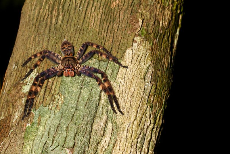 Huntsman Spider Extermination in Mckinney, TX